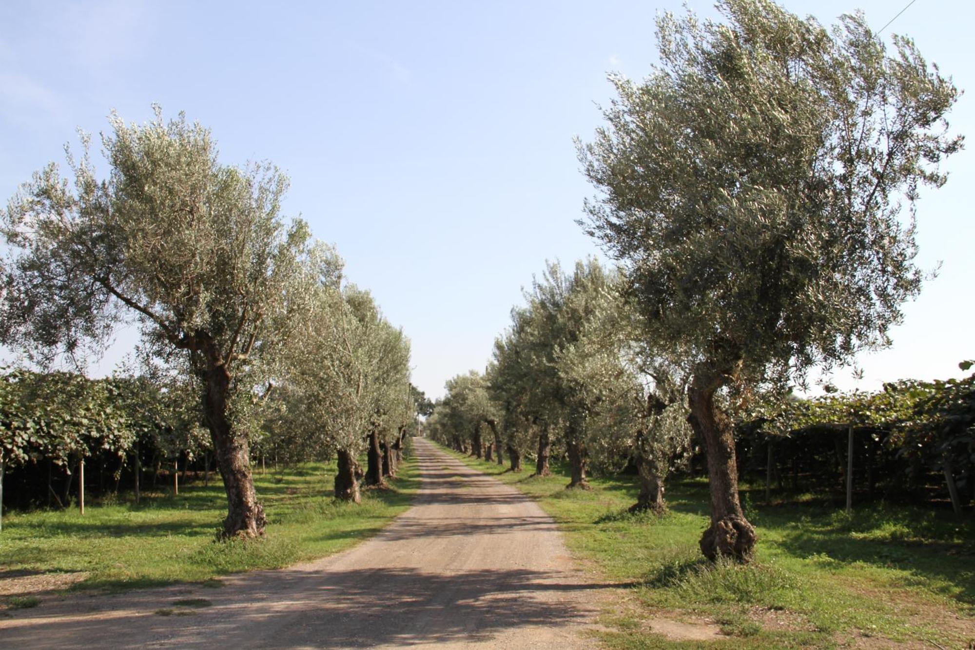 Bauernhof Ali E Radici *